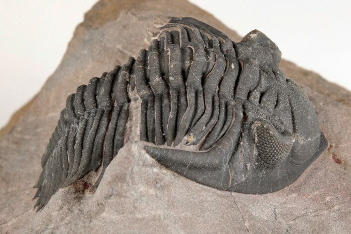 Metacanthina Trilobite - Lghaft, Morocco #204160